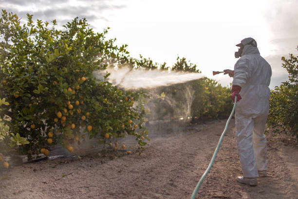 Reliable Alvin, TX Pest Control Solutions