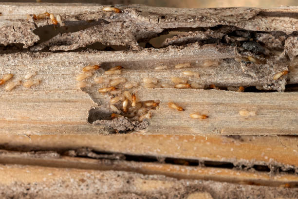 Best Pest Inspection Near Me  in Alvin, TX