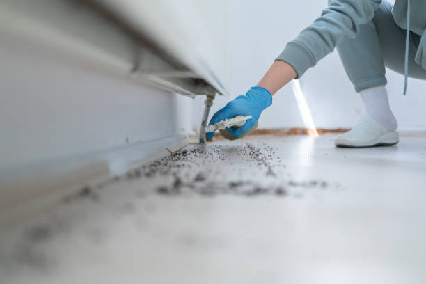 Best Wasp Removal Services  in Alvin, TX